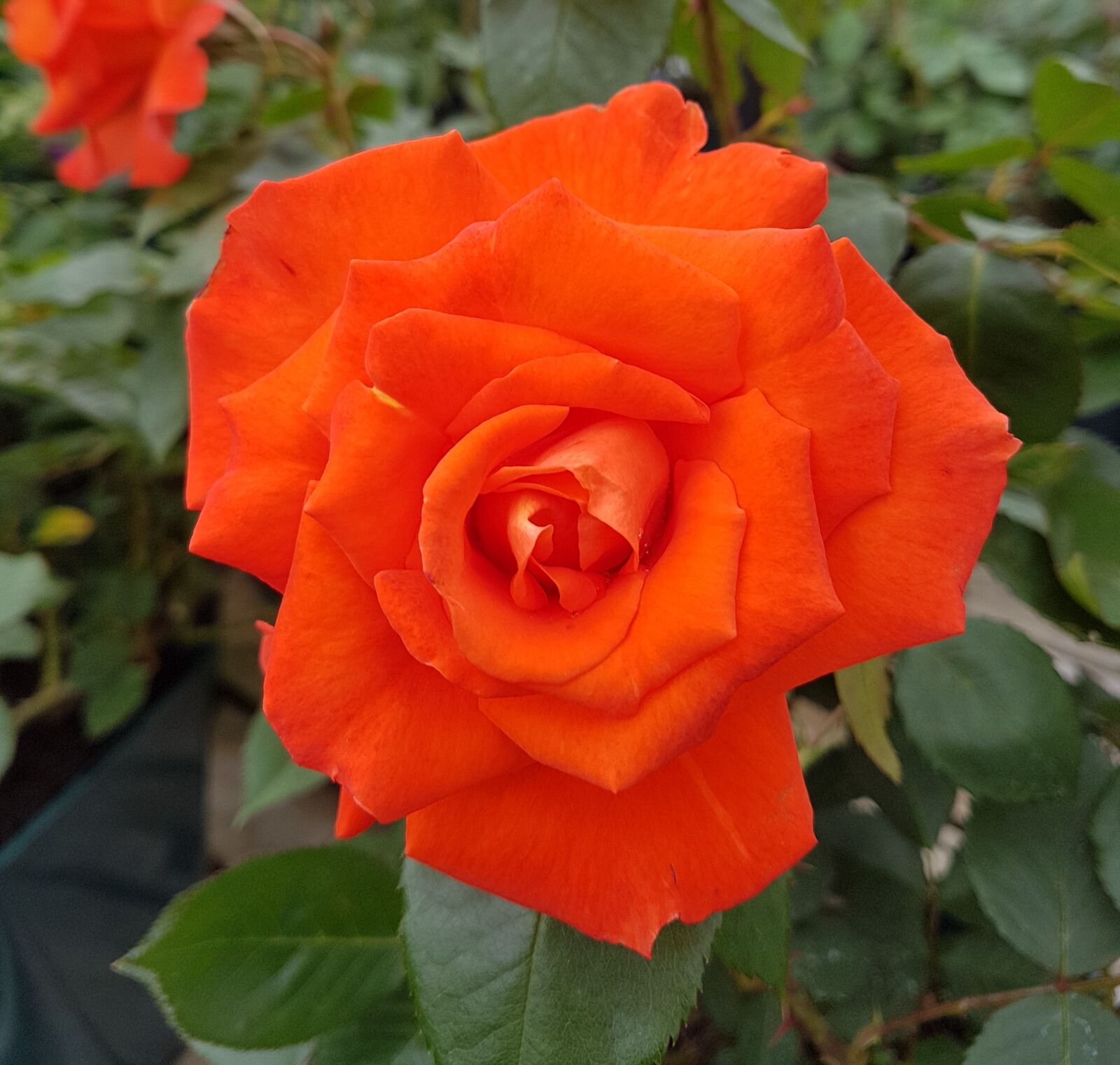 Samsung Galaxy S7 Edge sample photo. Rose, bloom, flower photography