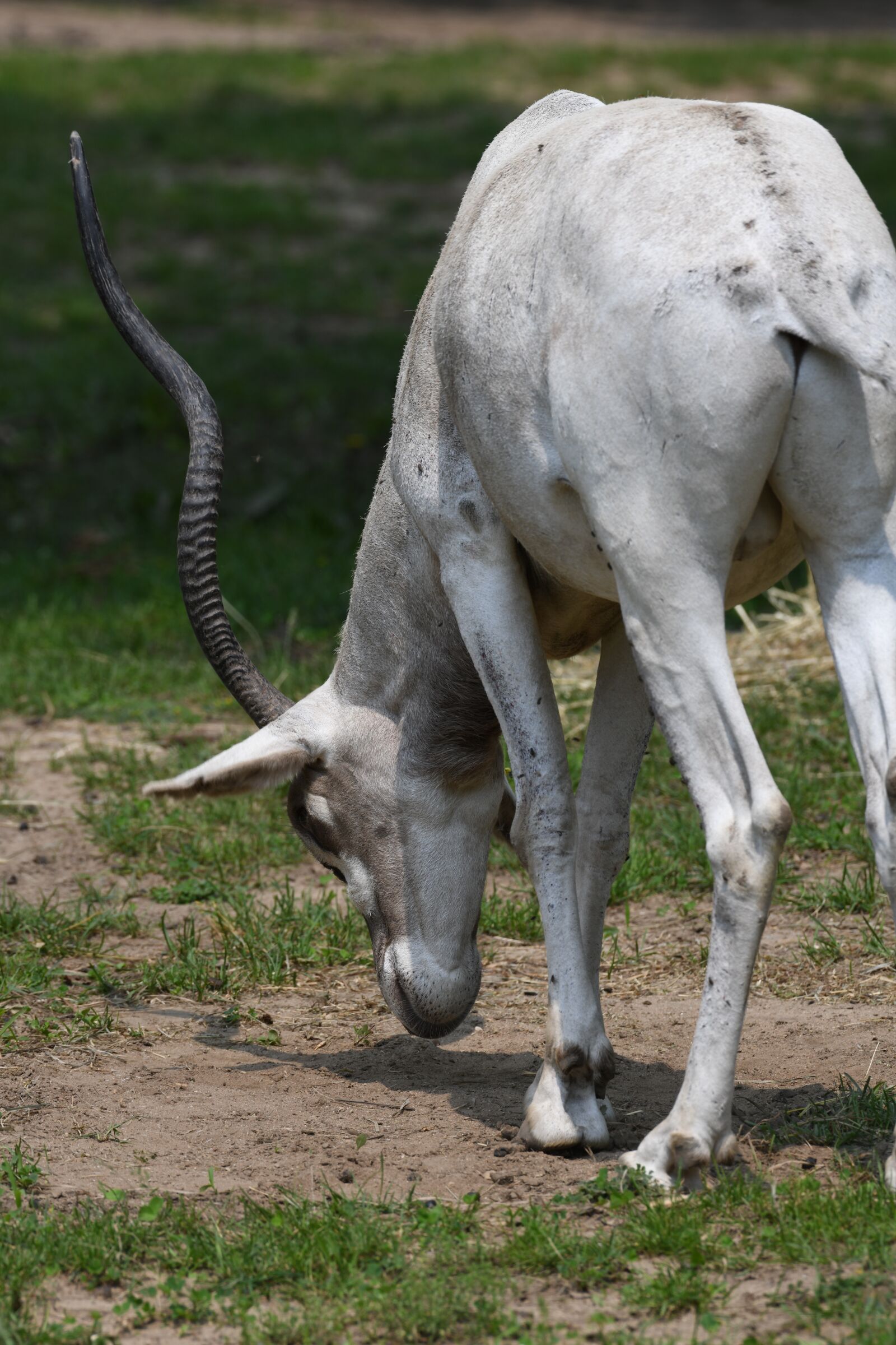Nikon D850 sample photo. Addax, horns, antelope photography