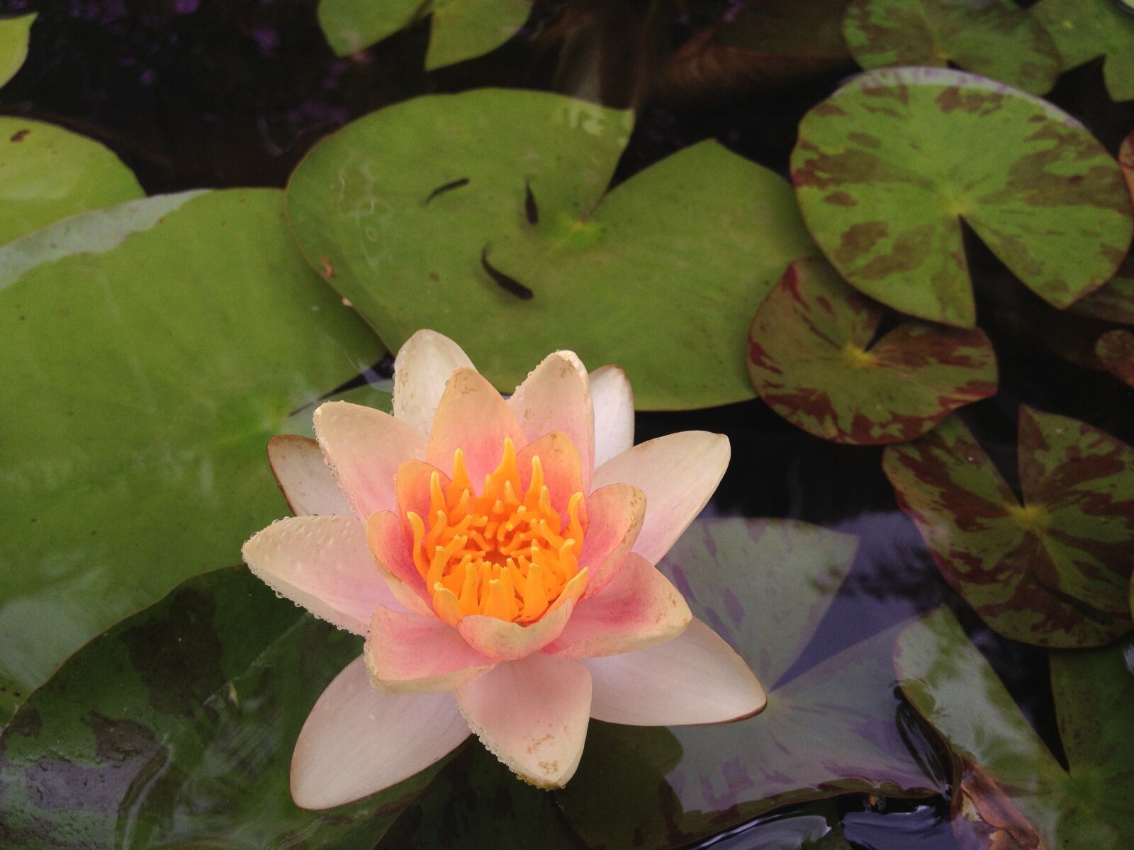 iPhone 4S back camera 4.28mm f/2.4 sample photo. Lily, fish, pond photography