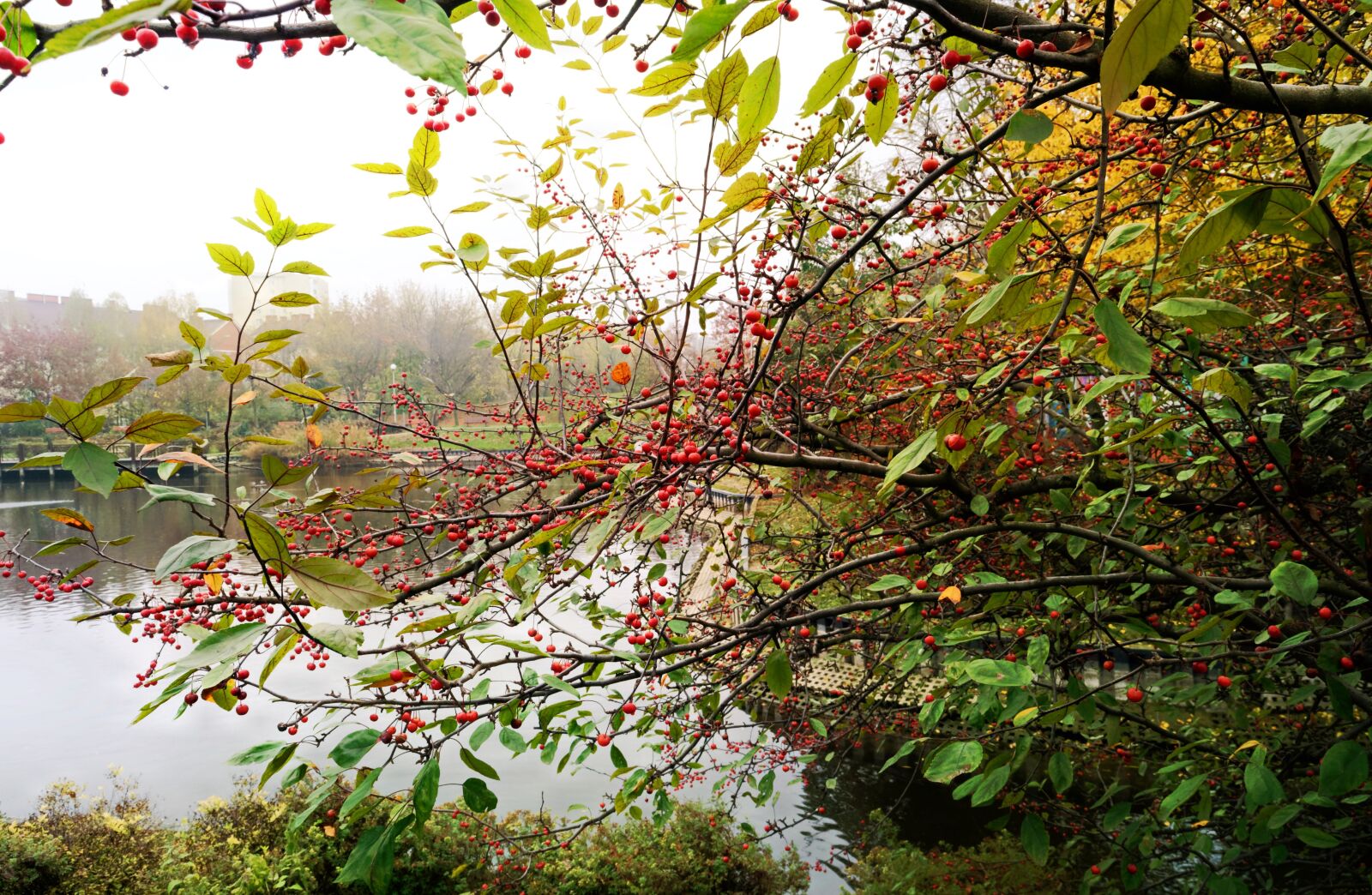 Nikon D3100 sample photo. Landscape, autumn, tree photography