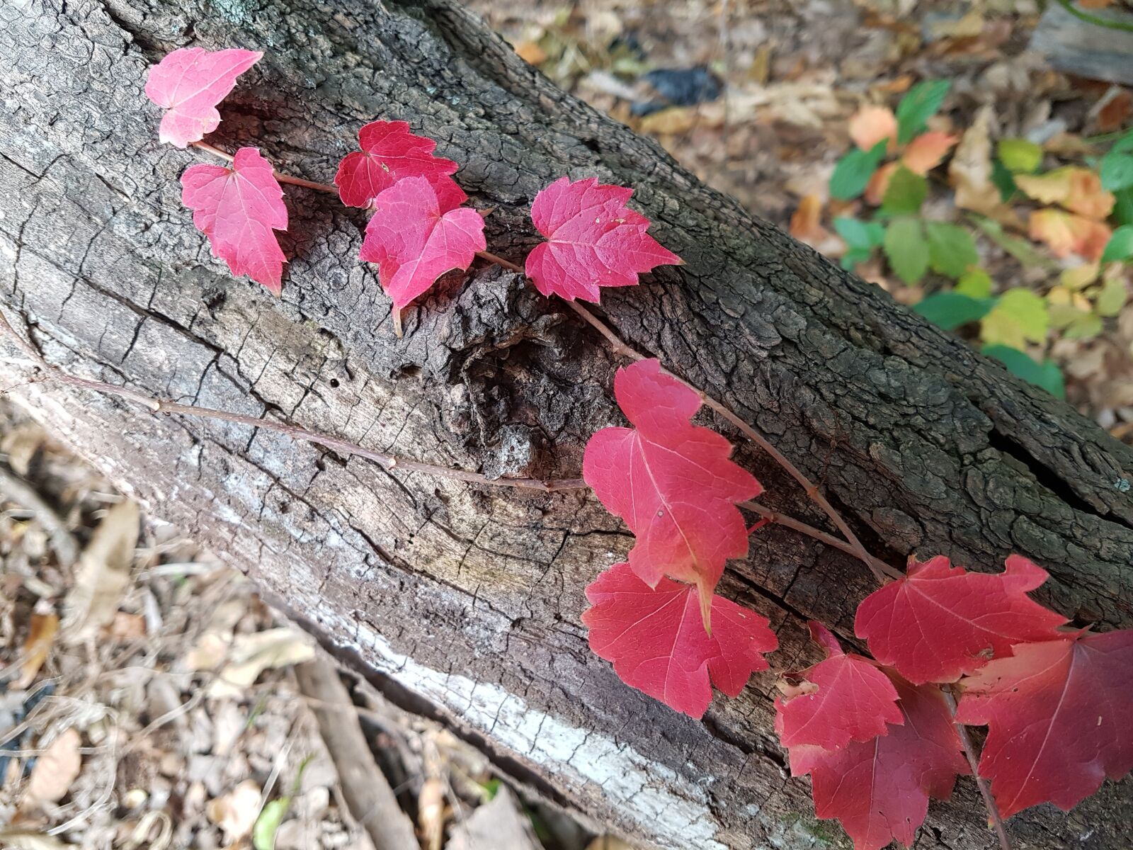 Samsung Galaxy S7 sample photo. Ivy, red, senjogahara photography
