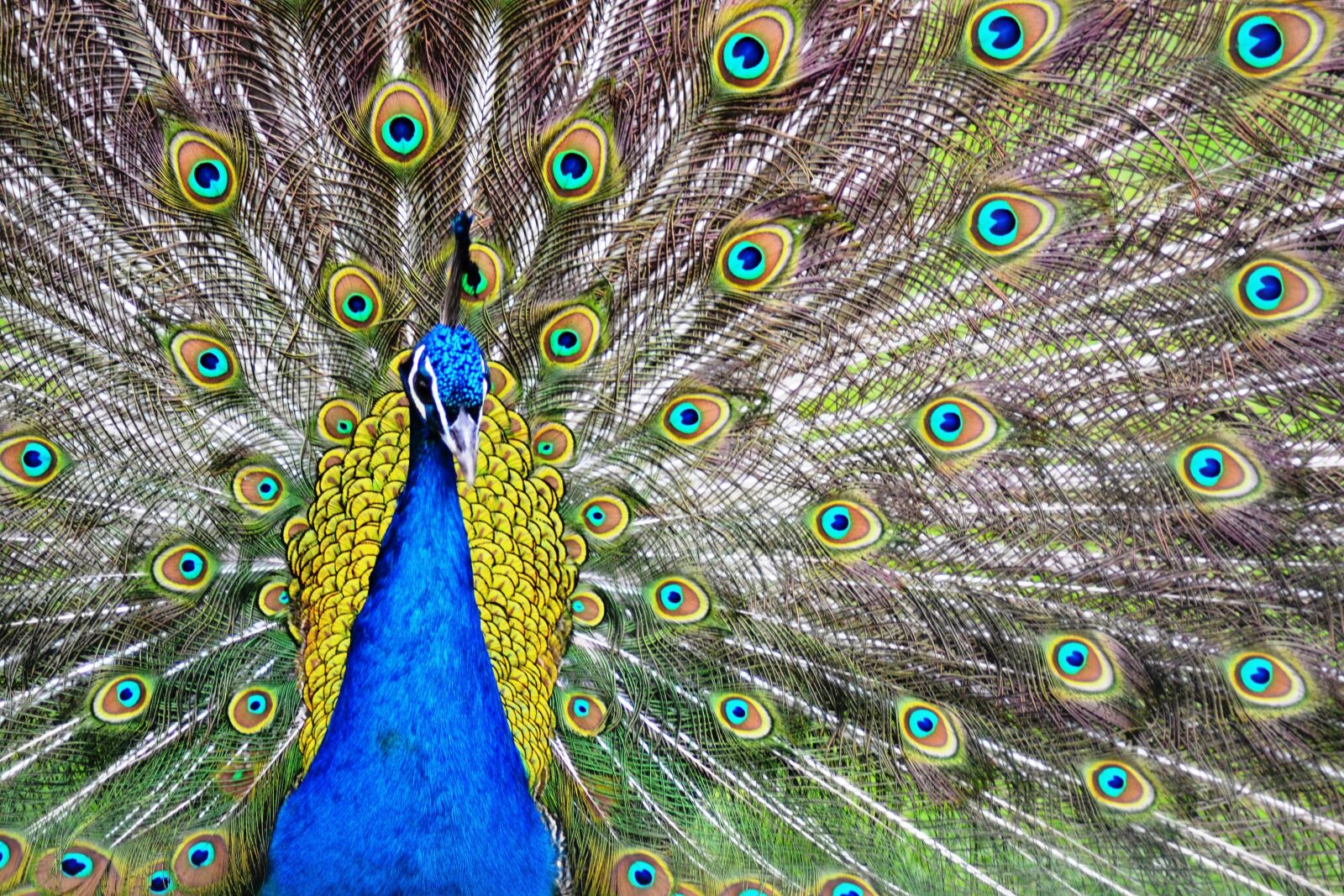 Nikon D3100 sample photo. Peacock, colors, birds photography