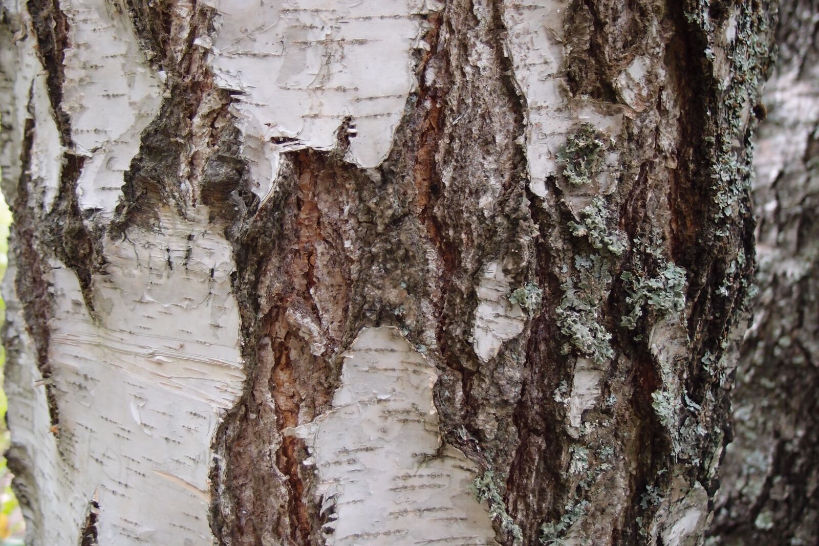 Olympus XZ-1 sample photo. Bark, birch, tree photography