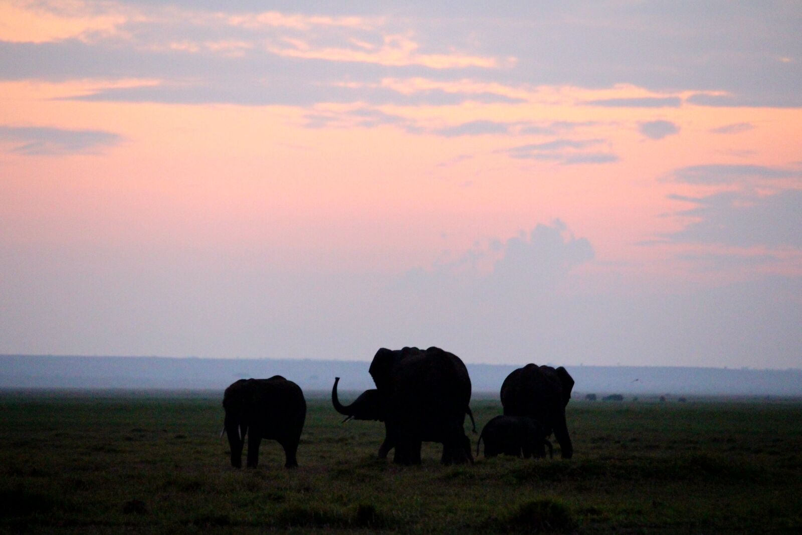 Canon EOS 700D (EOS Rebel T5i / EOS Kiss X7i) sample photo. Morning, elephant, africa photography