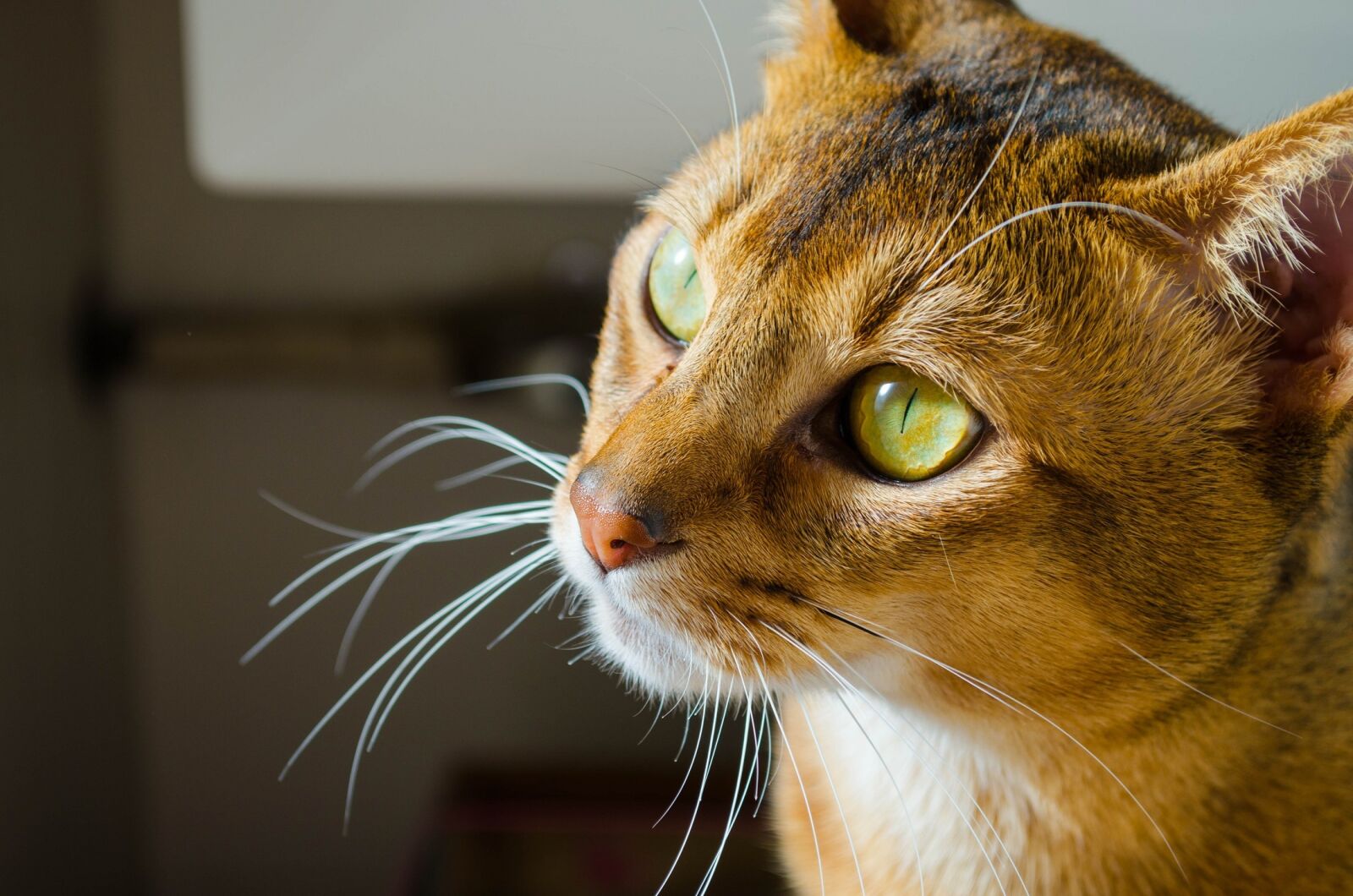Nikon D5100 sample photo. Cat, abyssinian, feline photography