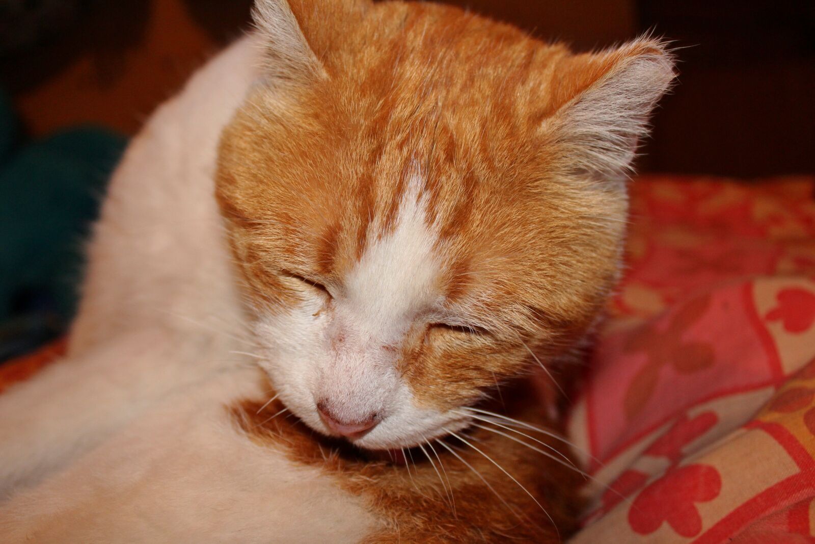 Canon EOS 1200D (EOS Rebel T5 / EOS Kiss X70 / EOS Hi) sample photo. Cat, animal, cute photography