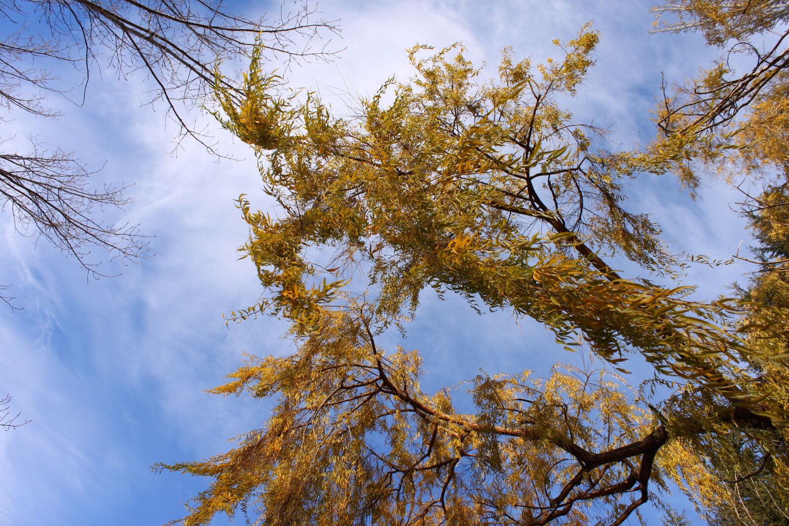 Canon EOS 500D (EOS Rebel T1i / EOS Kiss X3) sample photo. Willow, leaves, sky photography