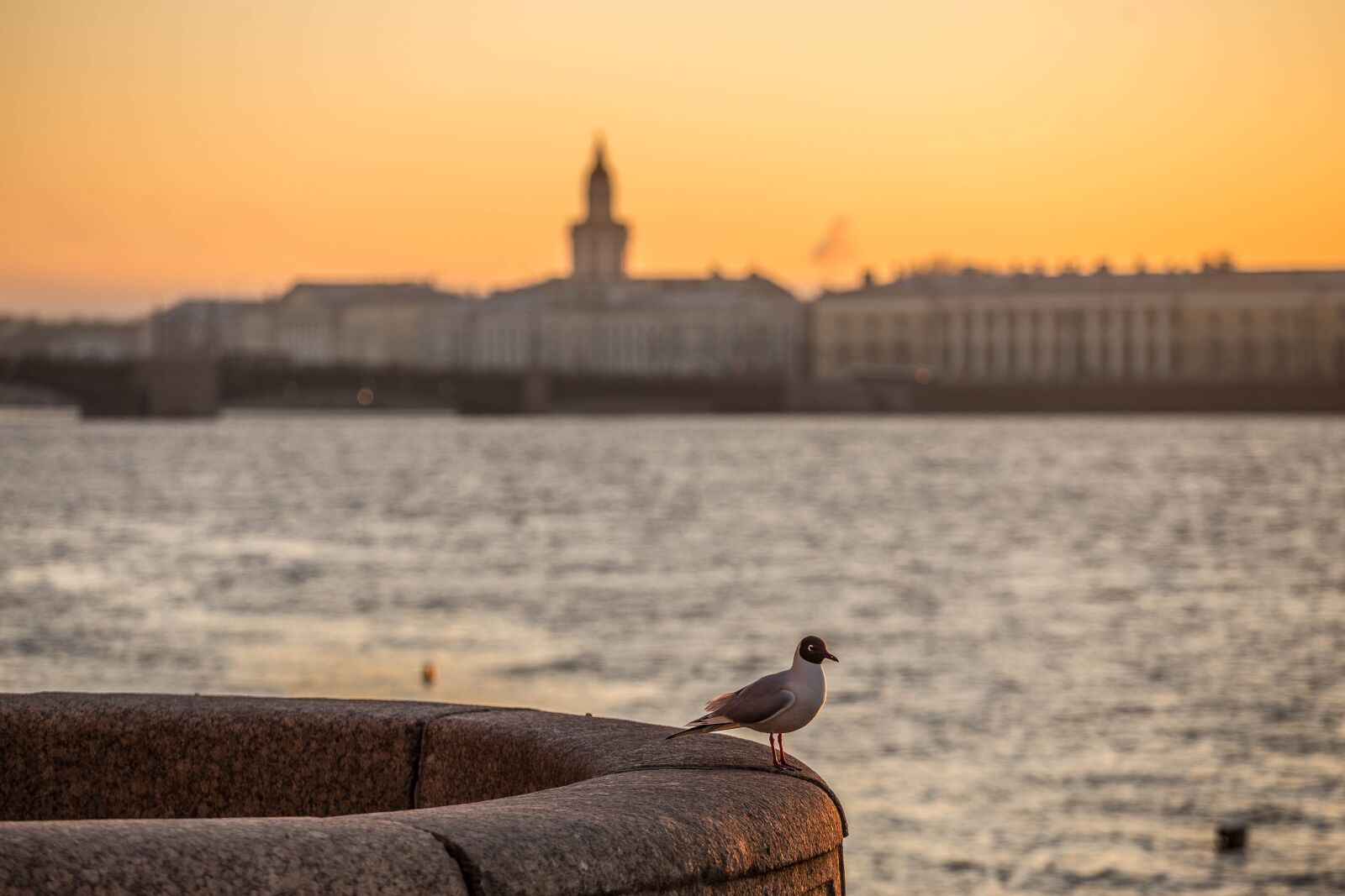 Canon EOS 6D + Canon EF 70-200mm F4L USM sample photo. St petersburg, stroll, city photography