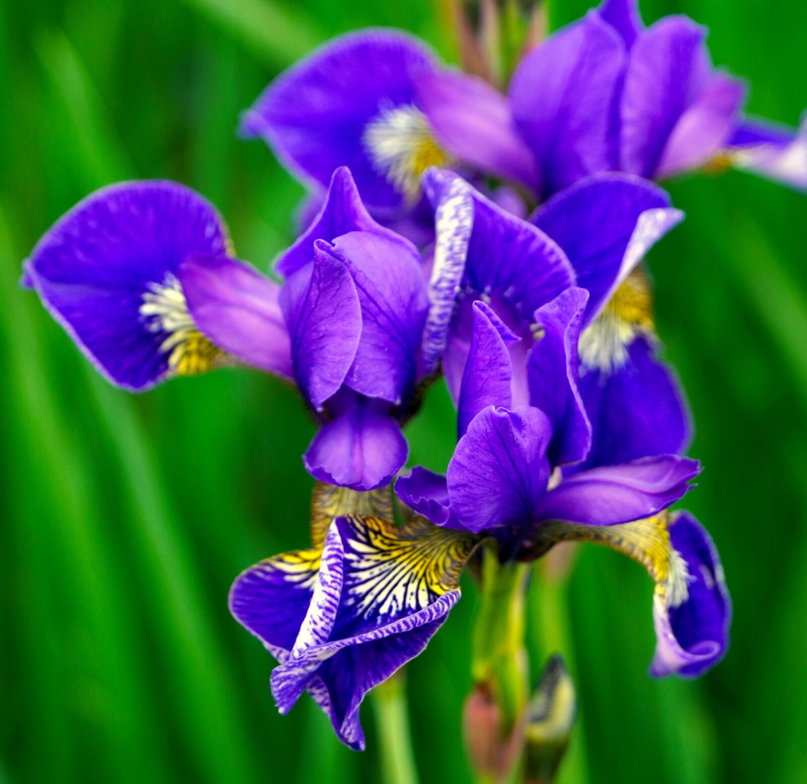 Sony E PZ 18-105mm F4 G OSS sample photo. Iris, flowers, blossom photography