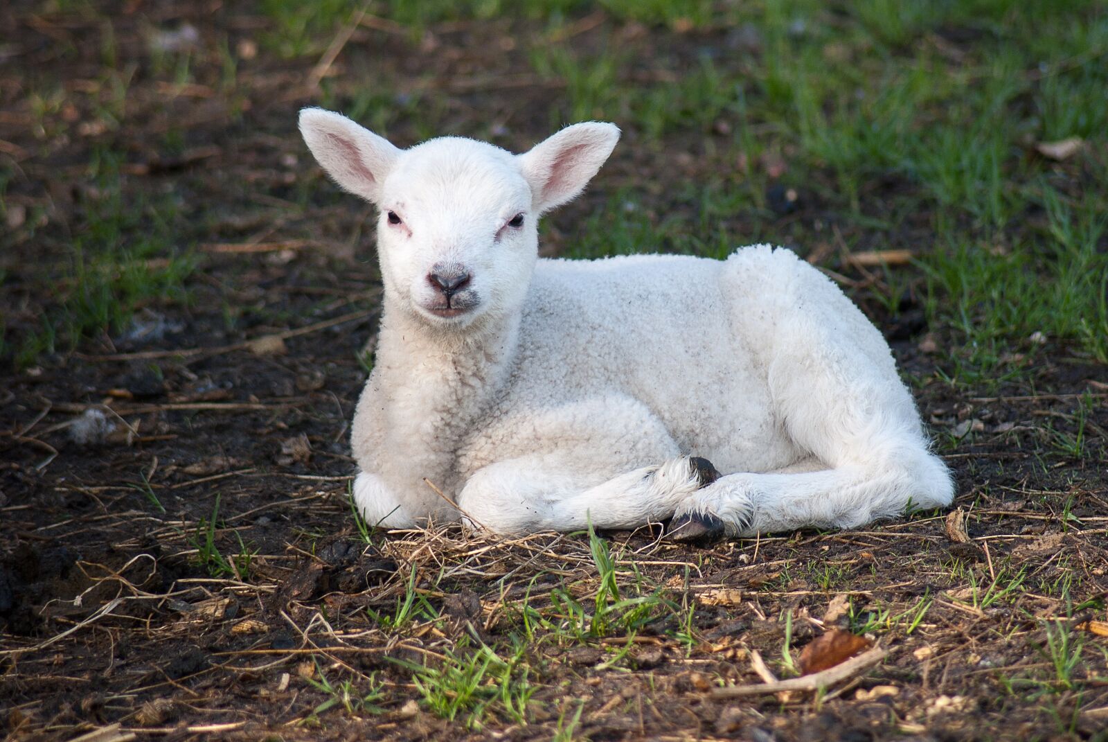 Nikon D3000 sample photo. Lamb, sheep, cute photography