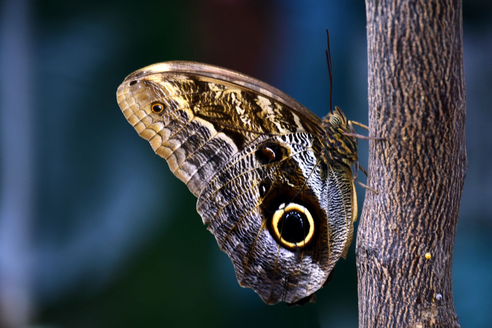 Nikon D3300 sample photo. Butterfly, owl butterfly, tropical photography