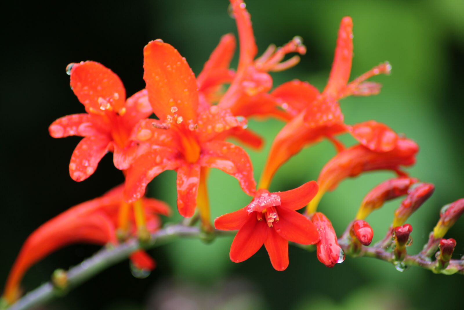 Canon EOS 1100D (EOS Rebel T3 / EOS Kiss X50) sample photo. Tecoma capensis, flower, garden photography