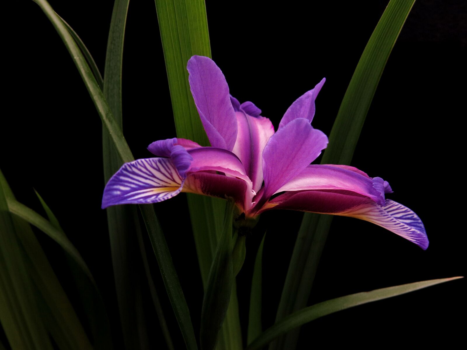 Canon PowerShot G15 sample photo. Marsh iris, iris versicolor photography