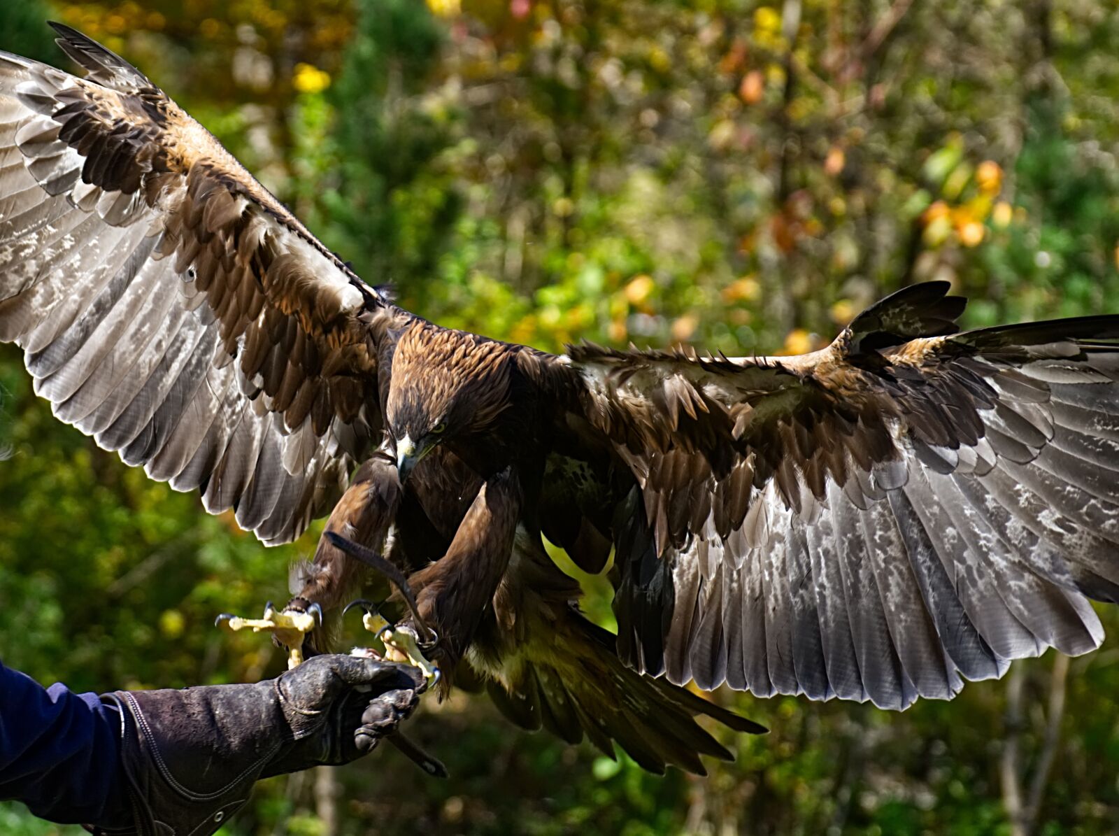 Nikon D7200 sample photo. Adler, raptor, prey photography