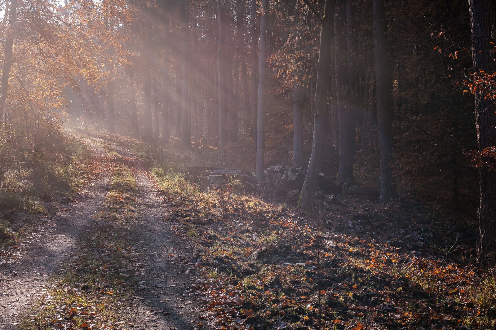 Nikon D700 sample photo. Forest, fog, sunday rays photography