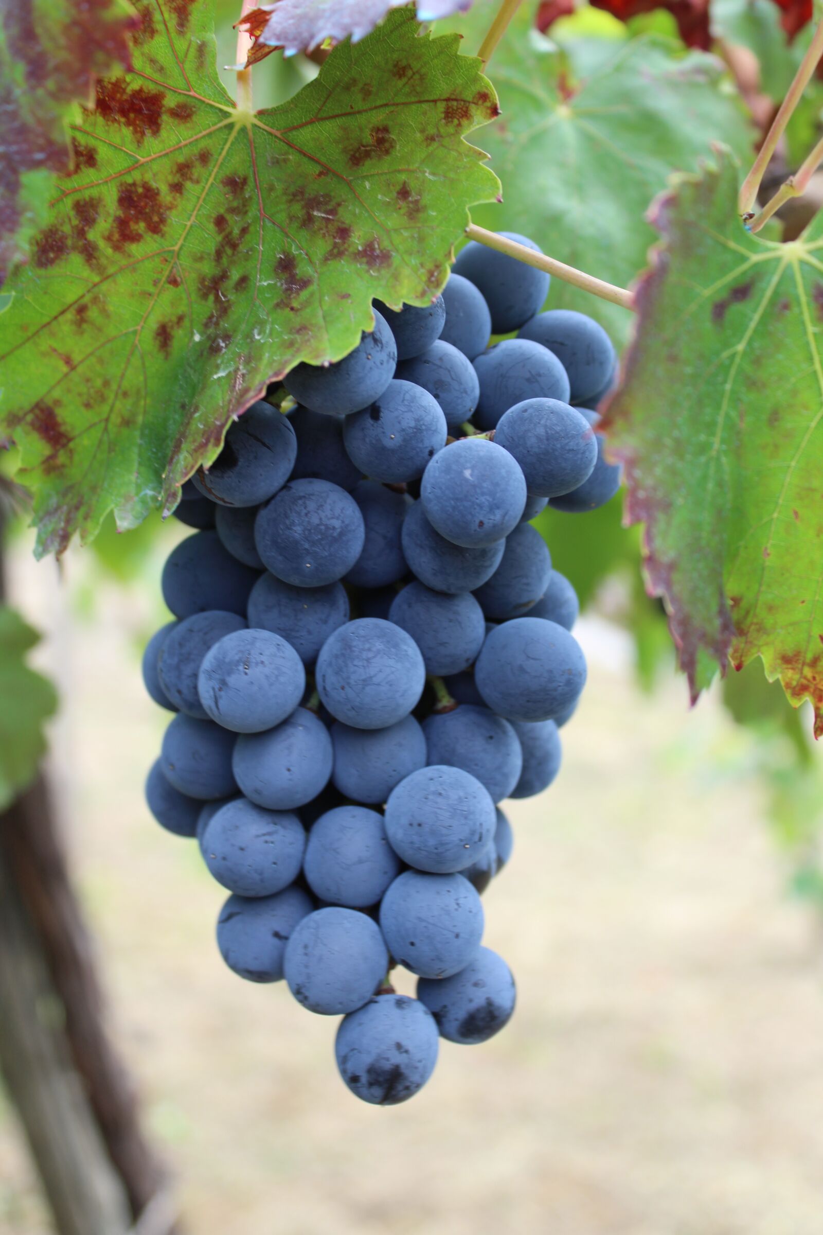 Canon EOS 1300D (EOS Rebel T6 / EOS Kiss X80) sample photo. Grapes, wine, vintage photography