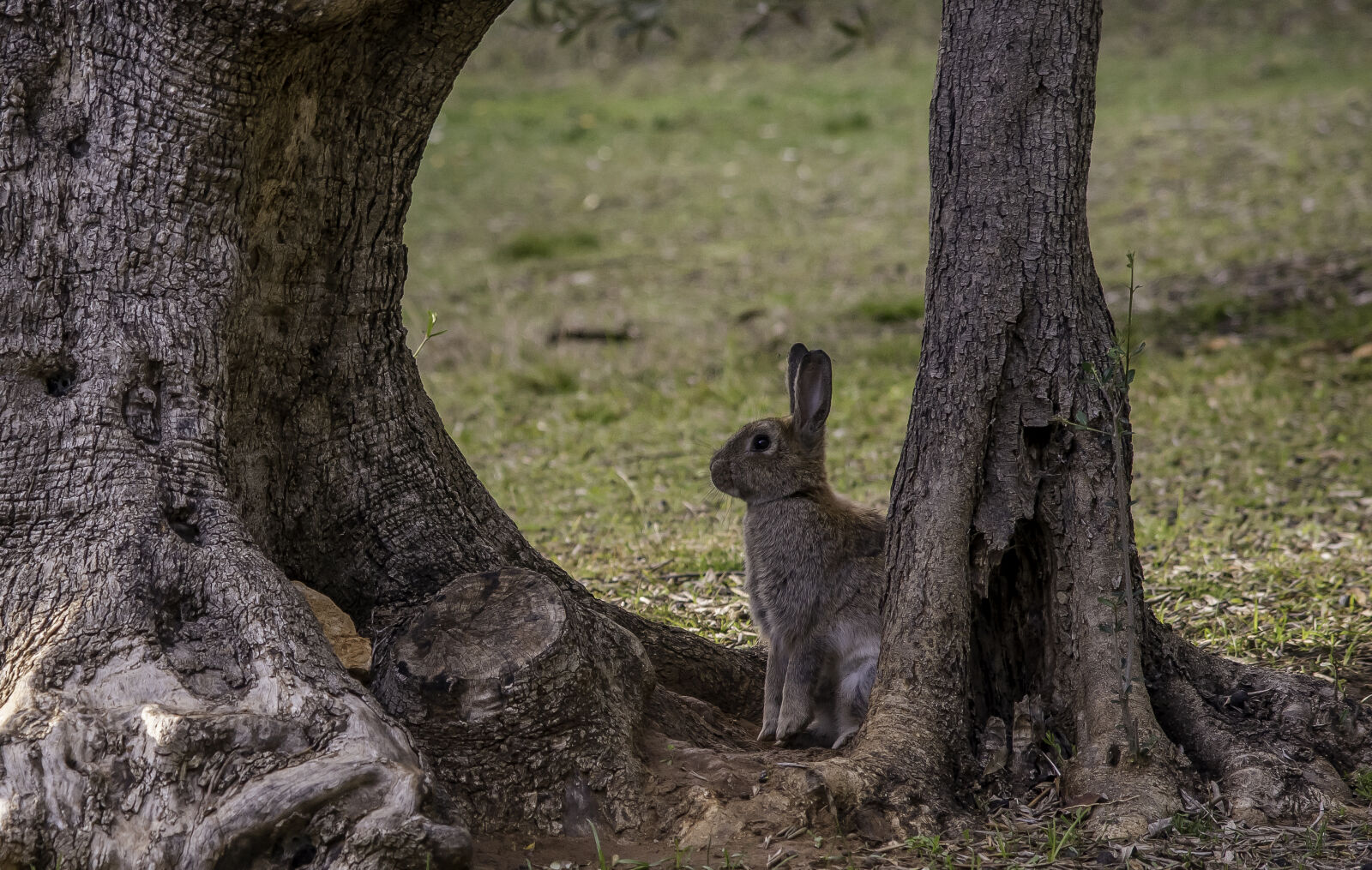 Nikon D5500 sample photo. Bunny, dusk, rabbit photography