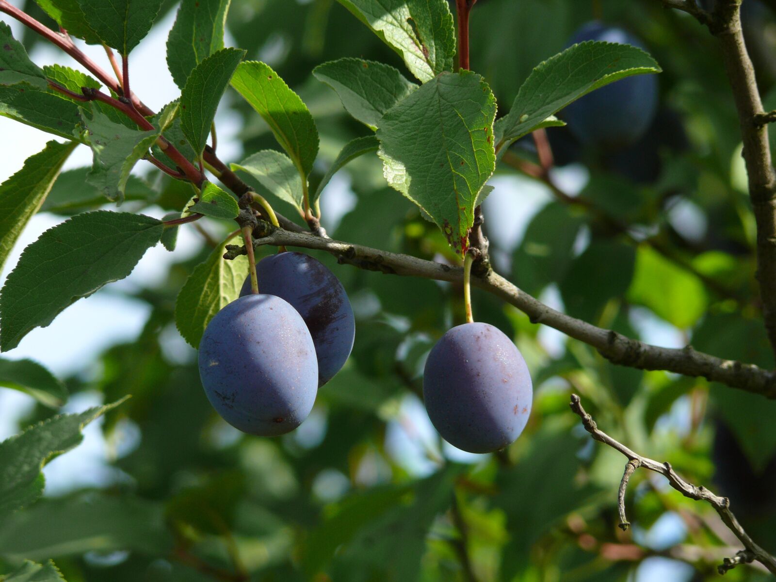Panasonic DMC-FZ50 sample photo. Plums, tree, leaves photography