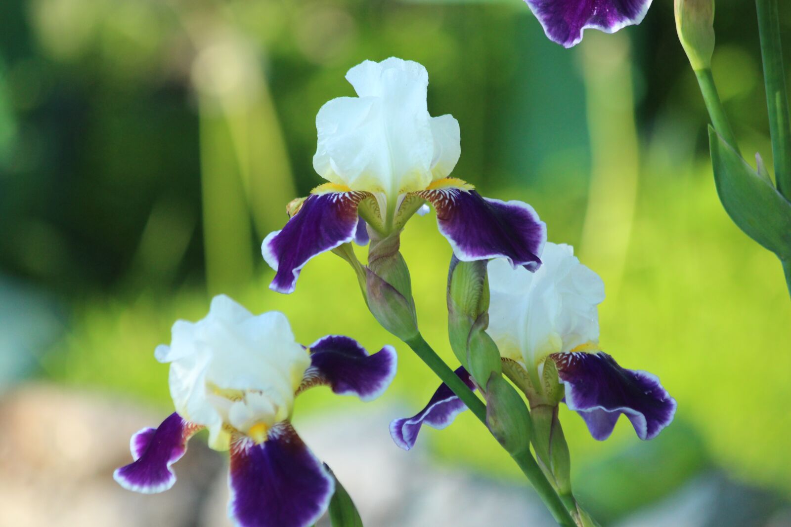 Canon EOS 650D (EOS Rebel T4i / EOS Kiss X6i) sample photo. Irises, flowers, garden flowers photography