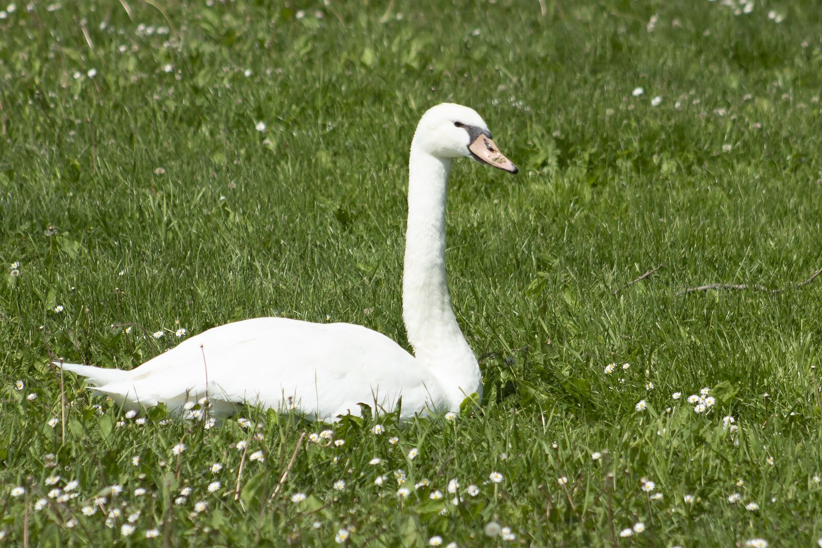 Canon EF75-300mm f/4-5.6 sample photo. Swan, cam, water bird photography