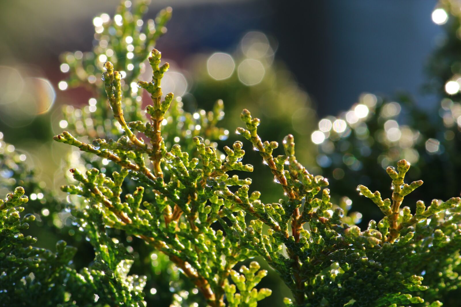 Canon EOS 1200D (EOS Rebel T5 / EOS Kiss X70 / EOS Hi) sample photo. Cypress, drop of water photography