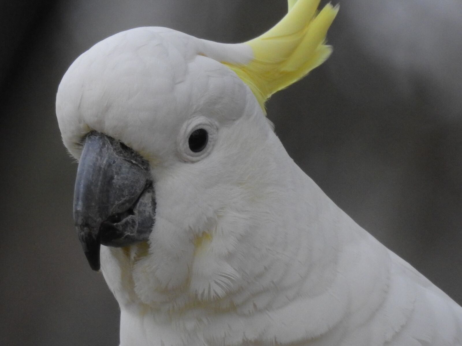 Nikon Coolpix P900 sample photo. Bird, australia, cockatoo photography