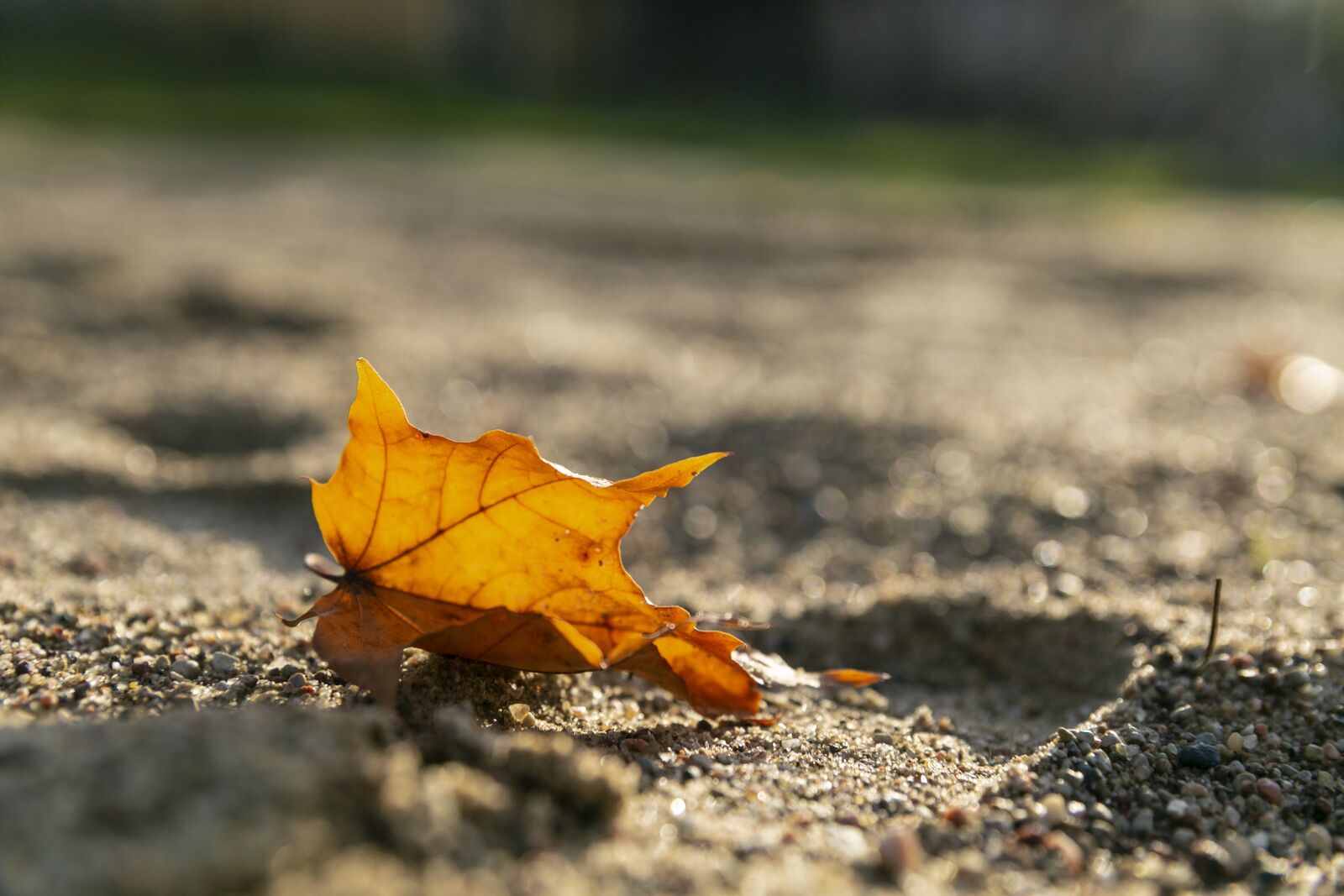 Canon EOS 5D Mark III sample photo. Leaf, view, nature photography
