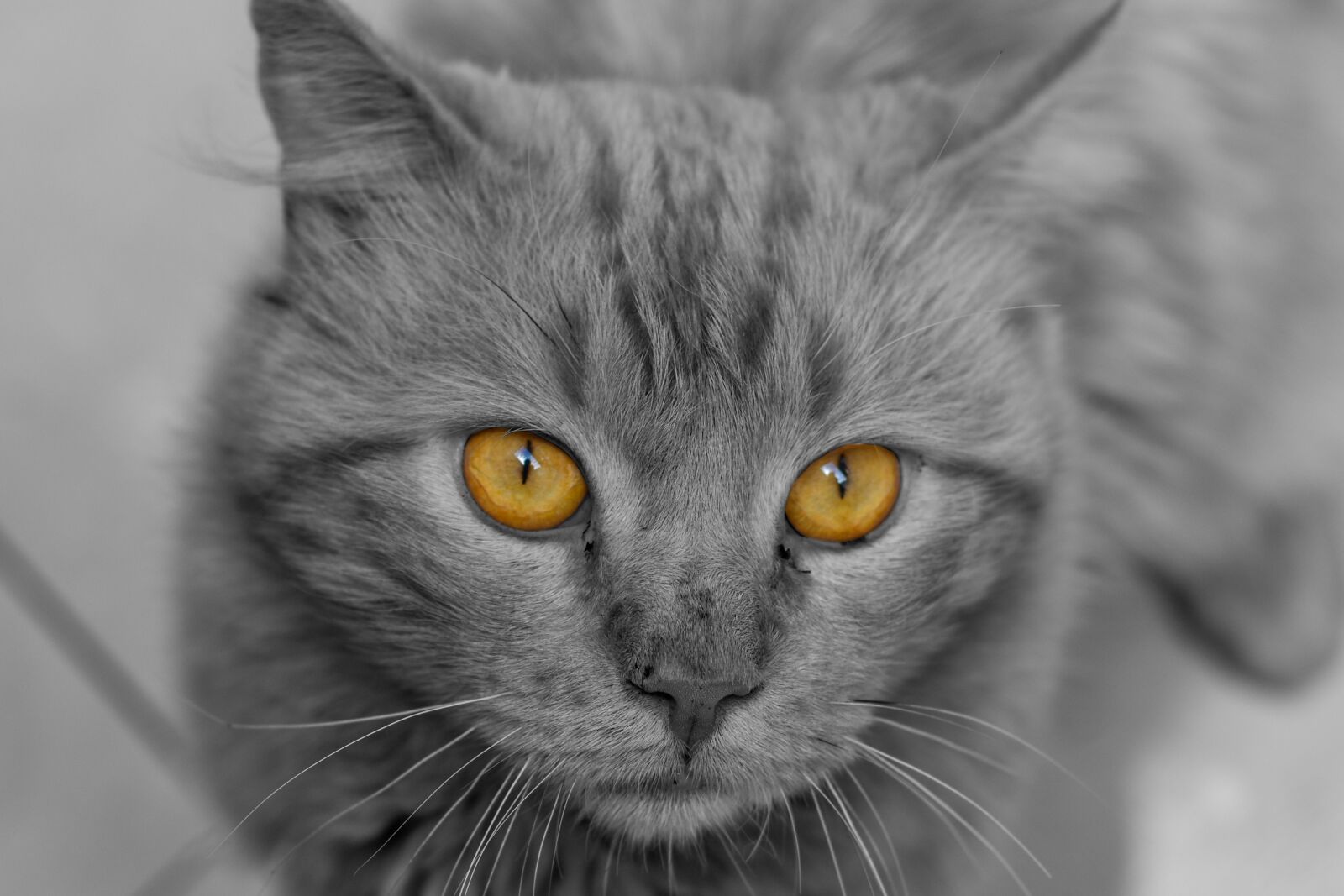 Nikon D3400 sample photo. Cat, cute, animal photography