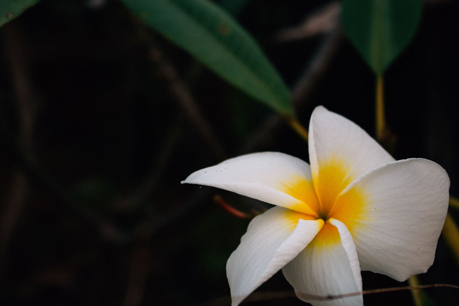 Canon EOS 700D (EOS Rebel T5i / EOS Kiss X7i) sample photo. Plumeria, flower, thailand flowers photography