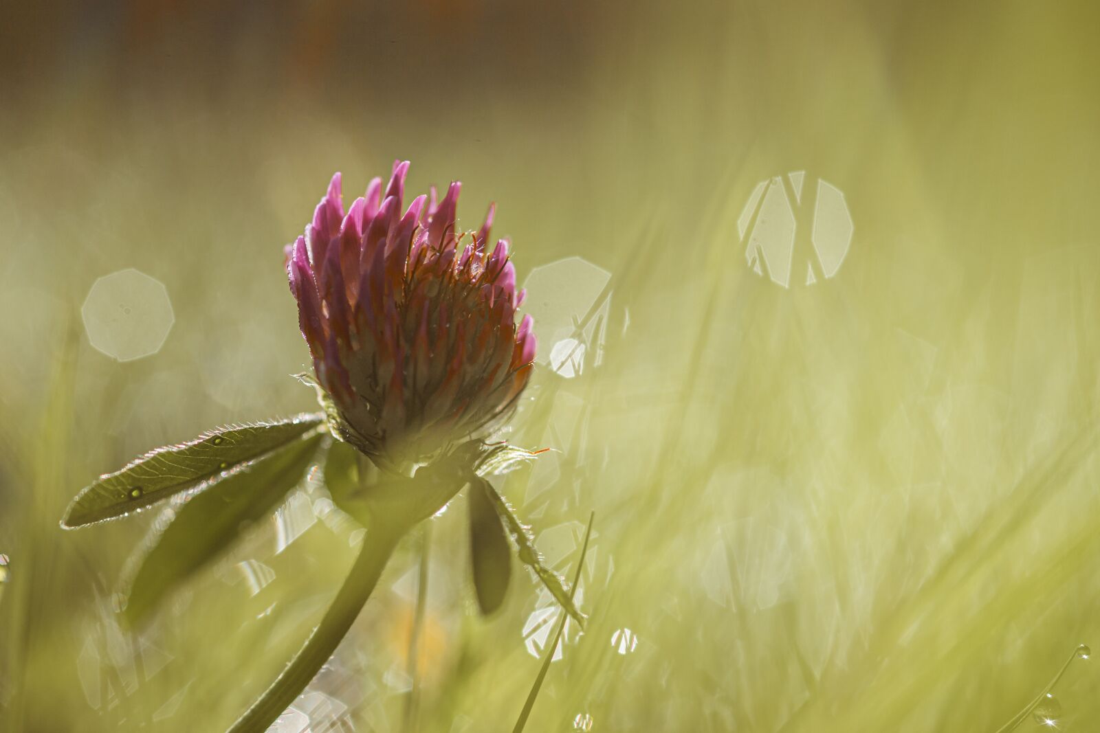 Canon EOS 6D Mark II sample photo. Red clover, clover, bloom photography