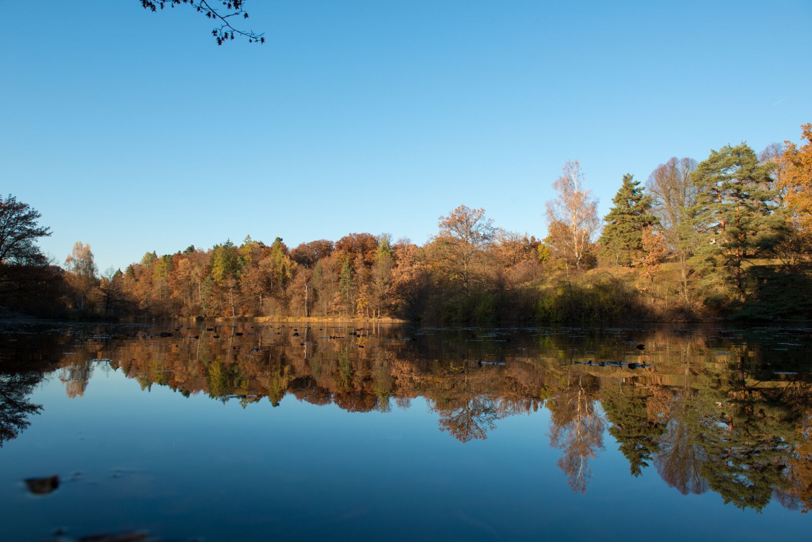 Nikon D800 sample photo. Stuttgart, bear lake, nature photography