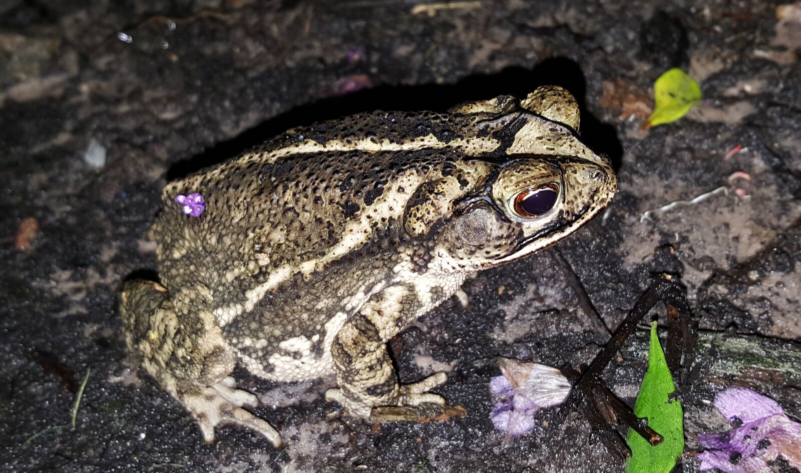 Samsung Galaxy Note5 sample photo. Toad, gulf coast toad photography