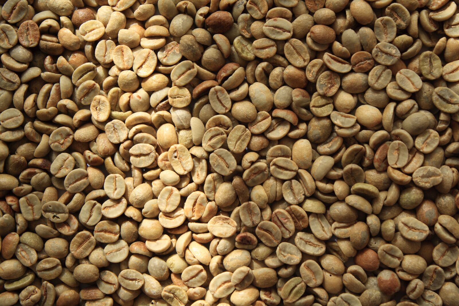 Canon EOS 1000D (EOS Digital Rebel XS / EOS Kiss F) sample photo. Grain, coffee, aroma photography