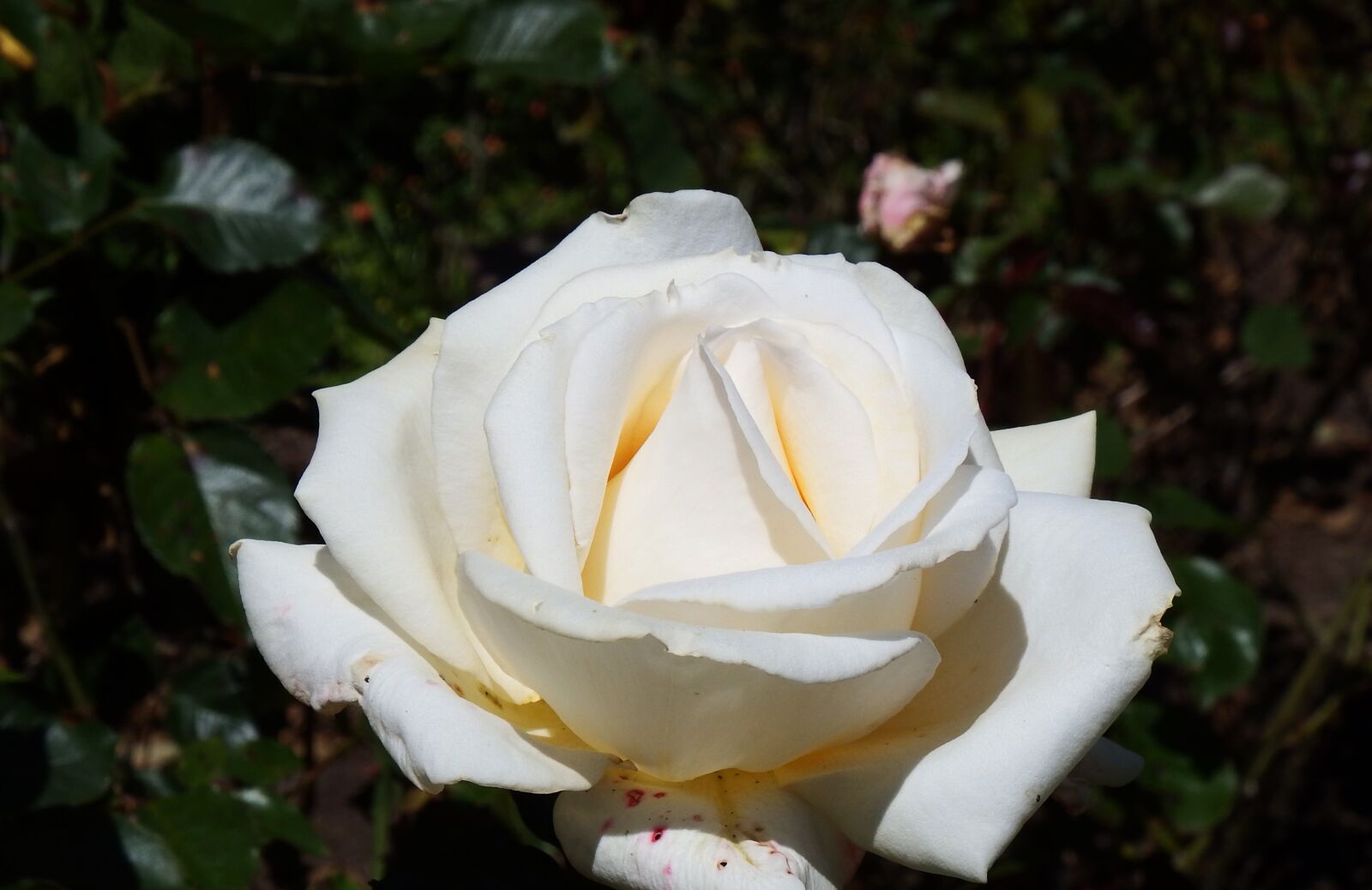 Fujifilm FinePix SL1000 sample photo. White, rose, floral photography