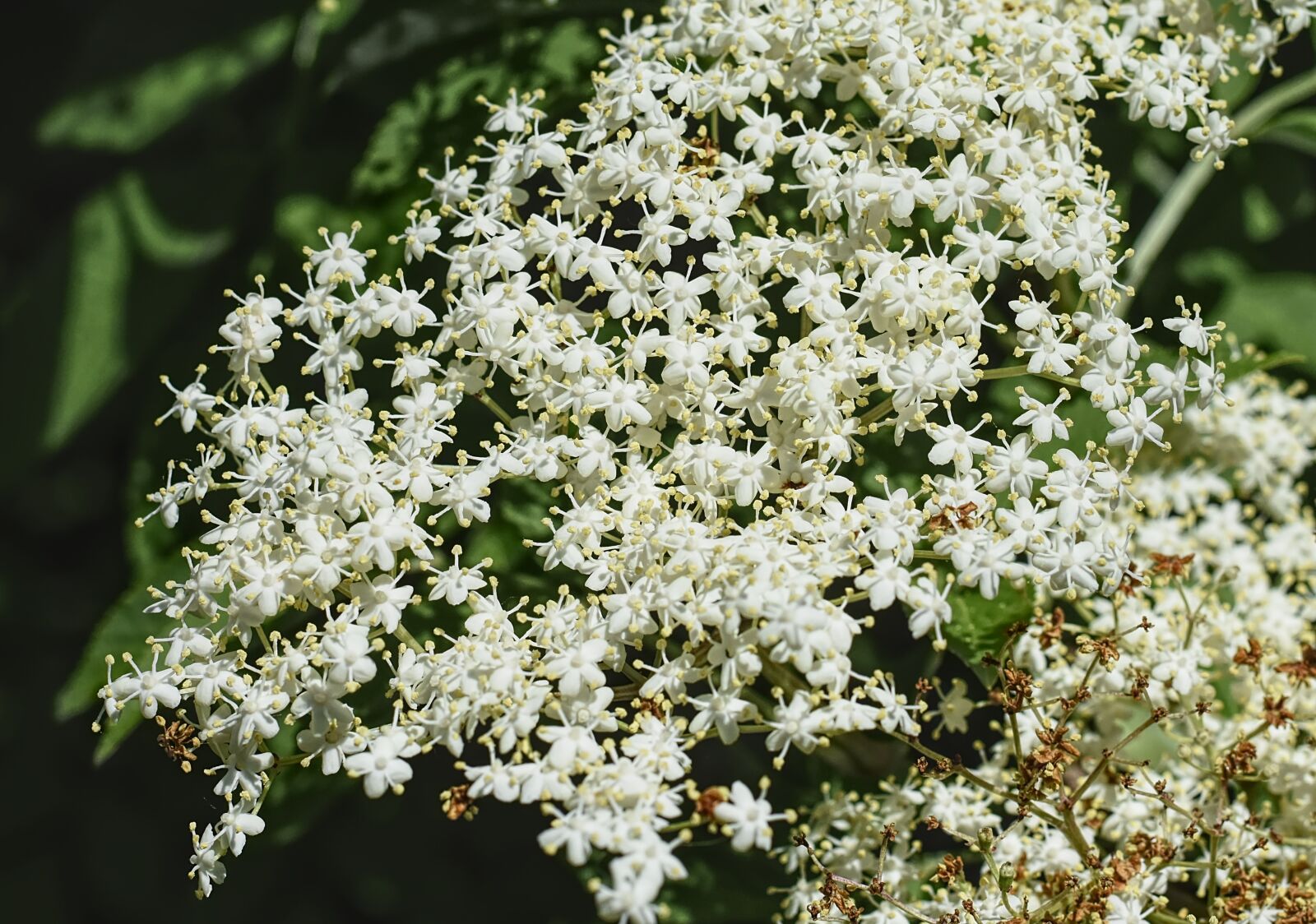 Nikon D7200 sample photo. Elder, elderflower, holder bush photography