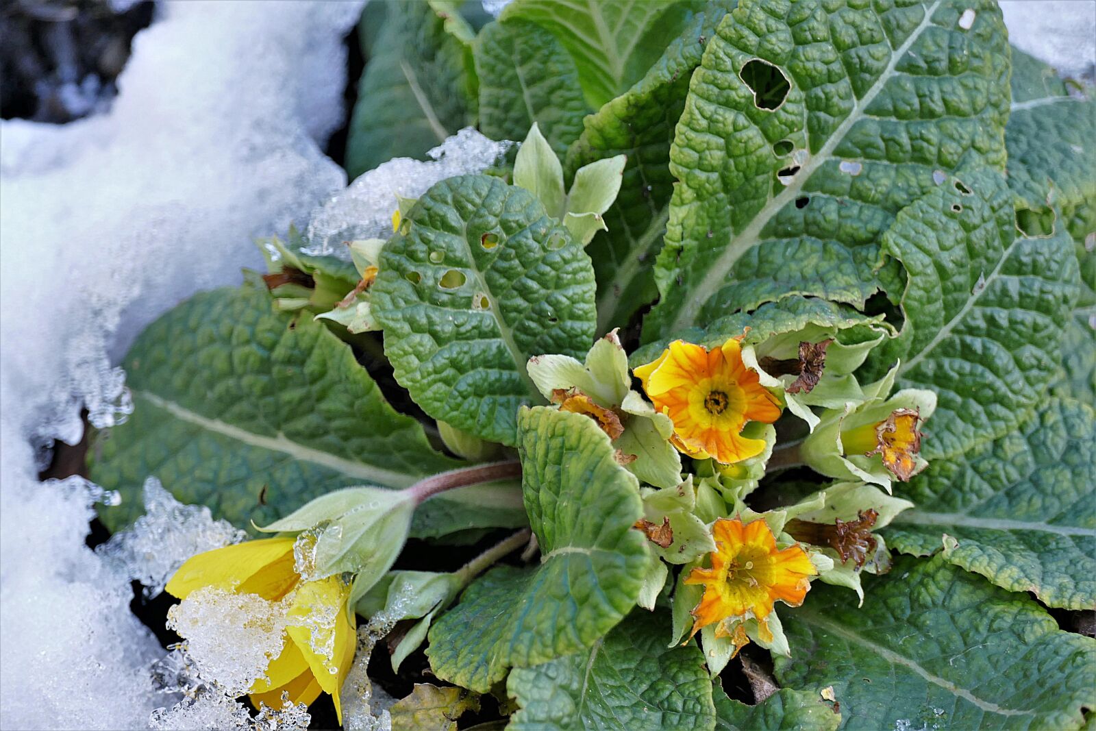 Panasonic Lumix DMC-FZ1000 sample photo. Primrose, snow, blossom photography