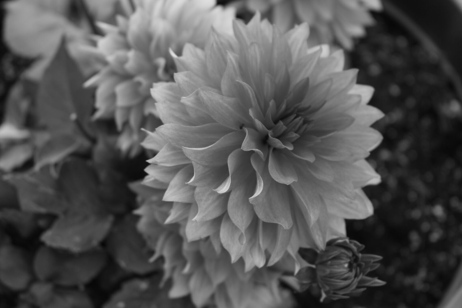 Canon EOS 700D (EOS Rebel T5i / EOS Kiss X7i) sample photo. Flower, black and white photography