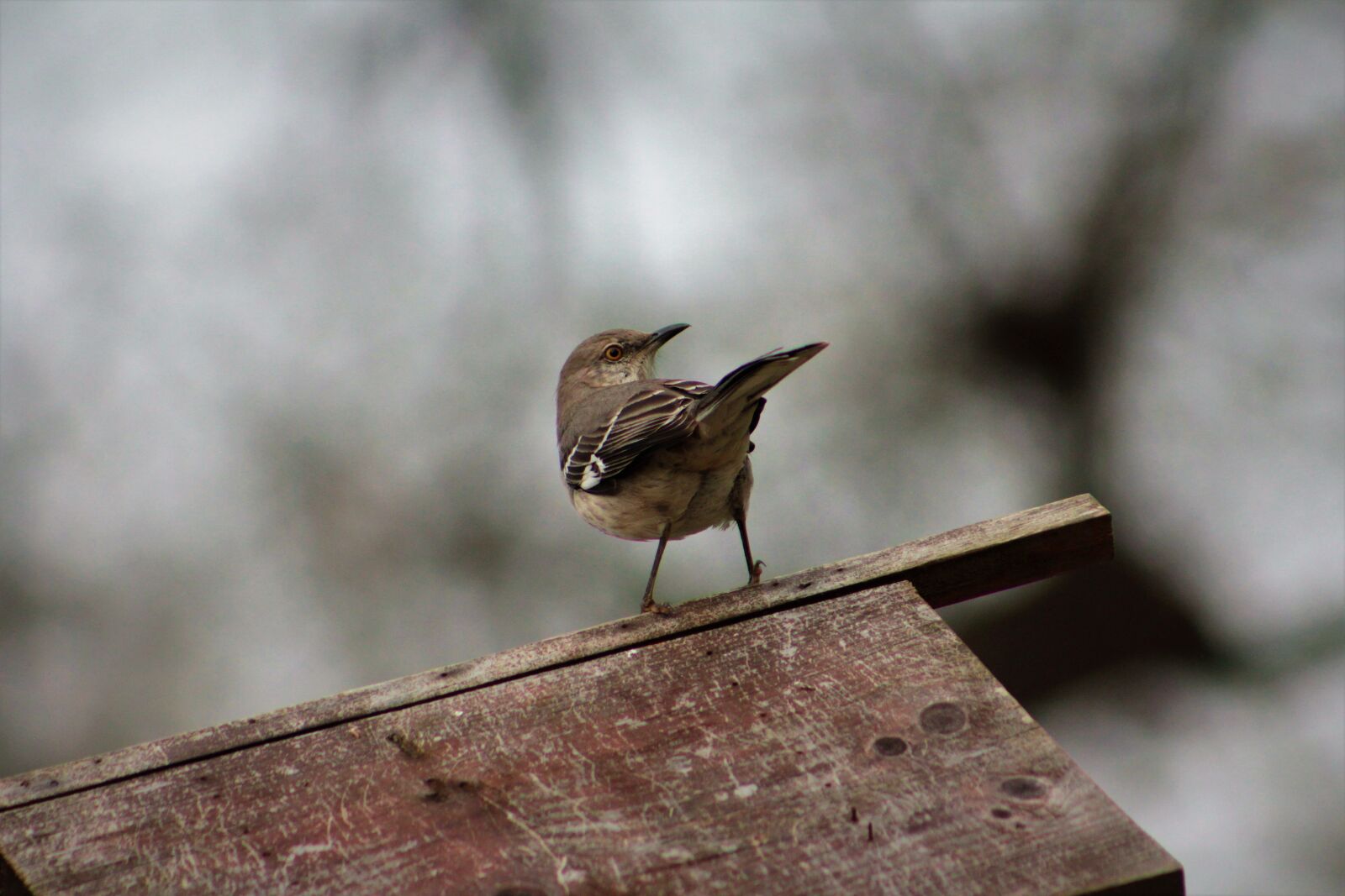 Canon EOS 550D (EOS Rebel T2i / EOS Kiss X4) sample photo. Bird, nature, wildlife photography