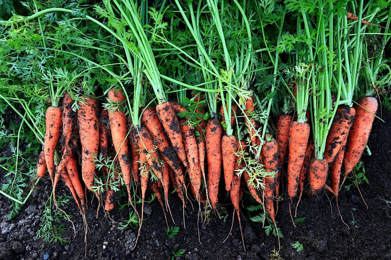 Canon PowerShot G1 X Mark III sample photo. Vegetables, carrots, food photography
