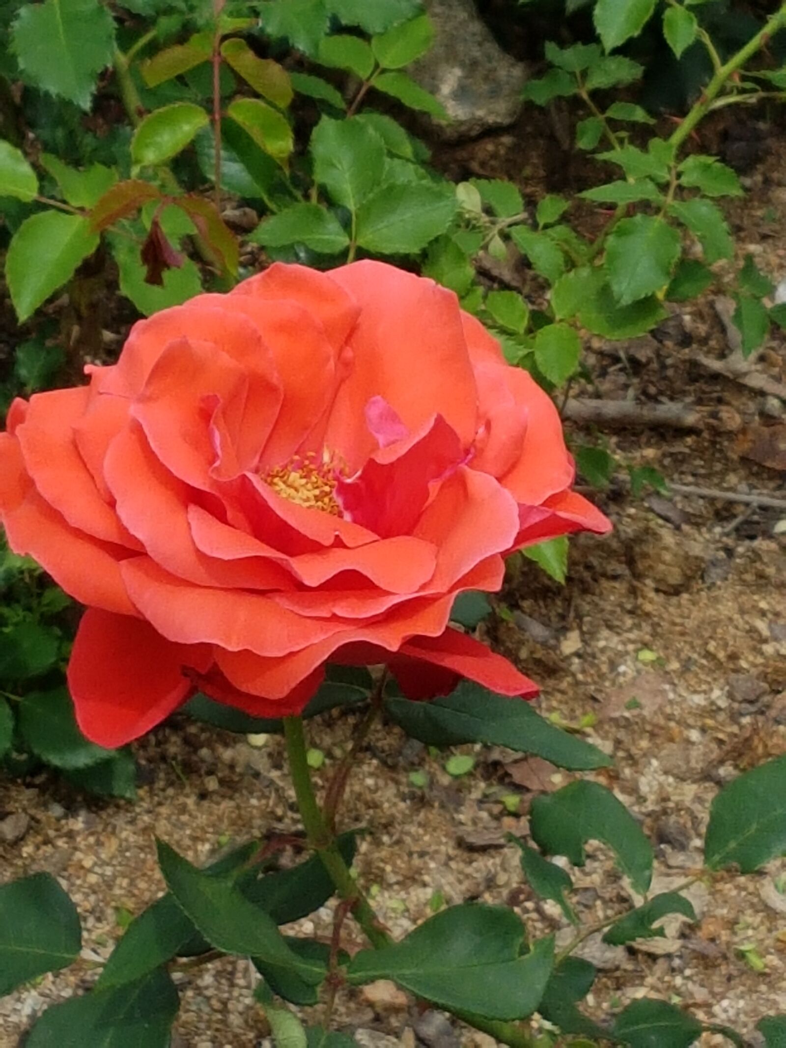 Samsung Galaxy S7 sample photo. Orange flowers, flower, roses photography