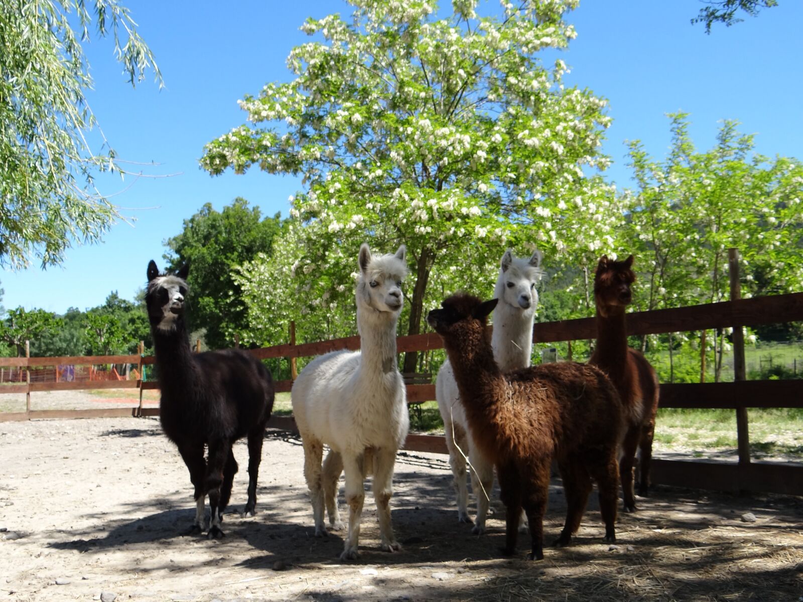 Sony Cyber-shot DSC-HX100V sample photo. Alpaca, family, wool photography