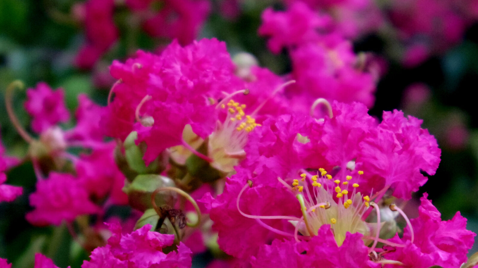 Pentax 02 Standard Zoom sample photo. Flower photography