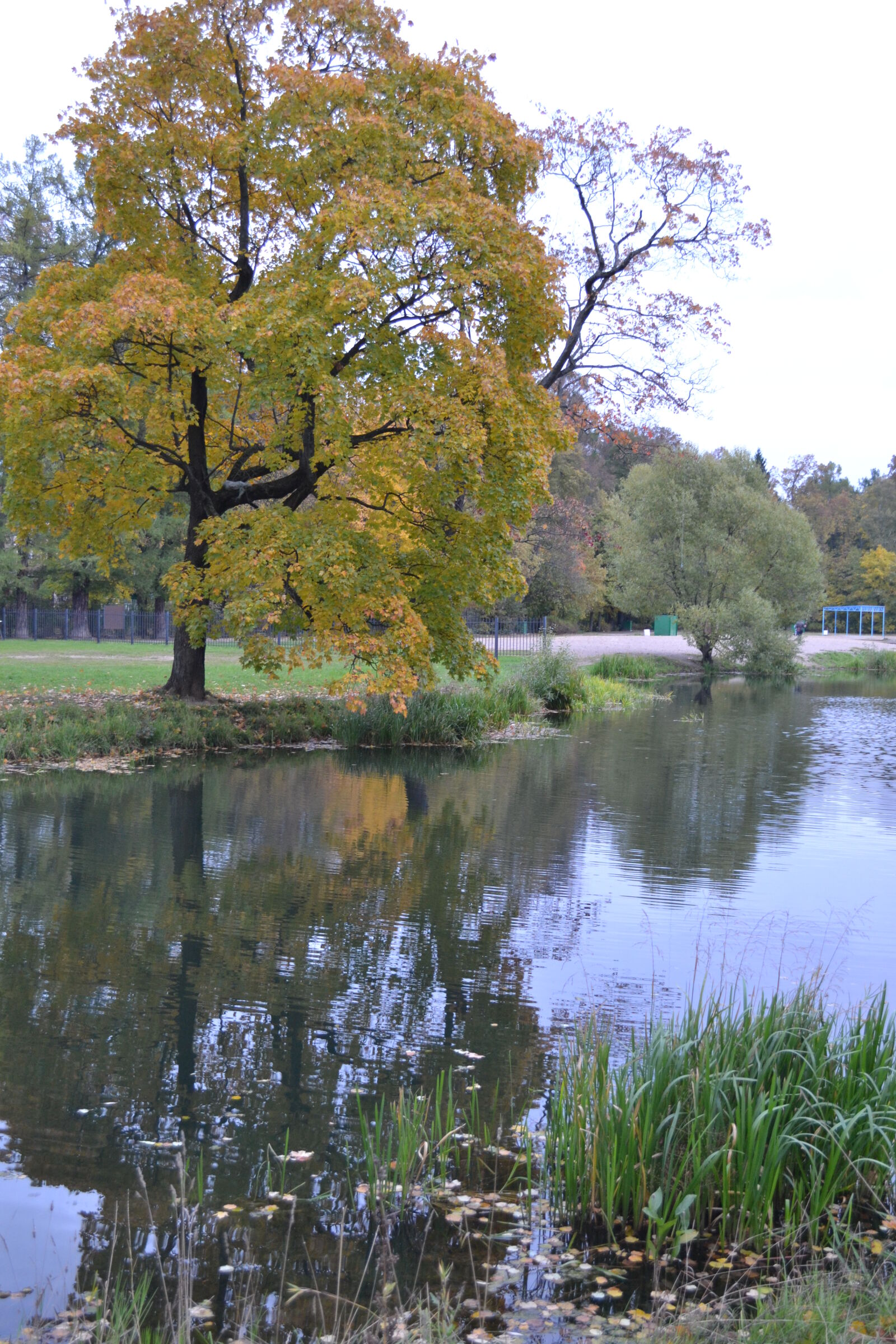 Nikon D3100 sample photo. Park, water photography