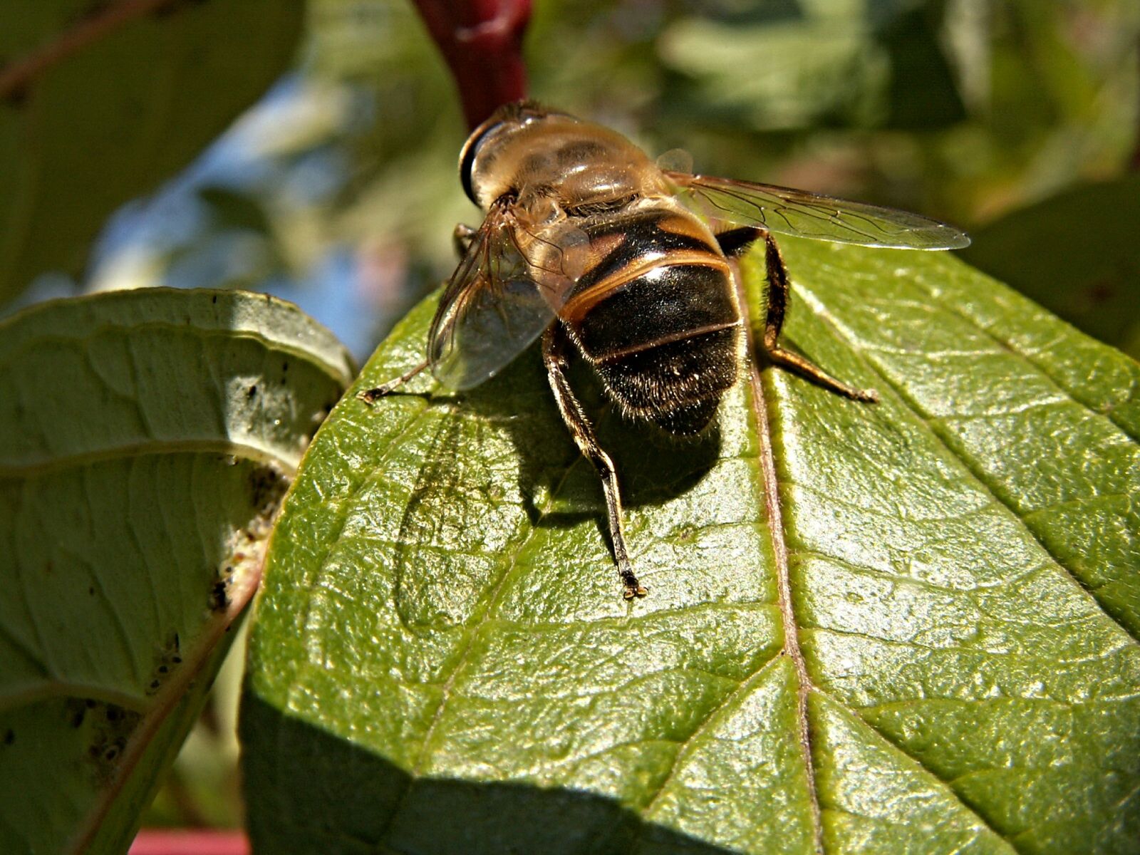 KONICA MINOLTA DiMAGE Z3 sample photo. Fly, insect, pest enka photography