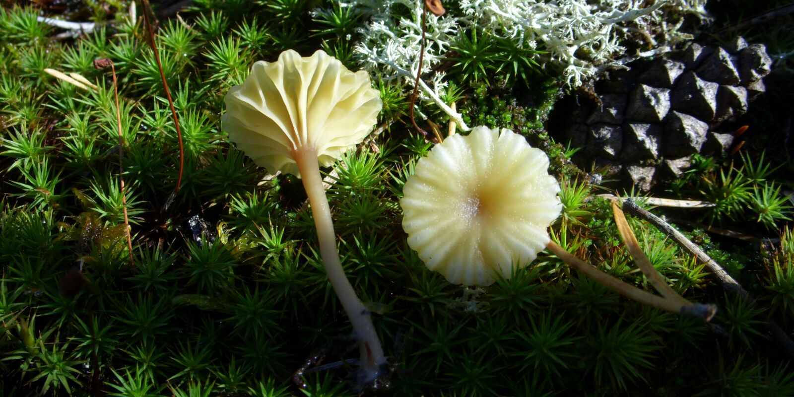 Samsung Digimax L85 sample photo. Mushroom, moss, mushroom cap photography