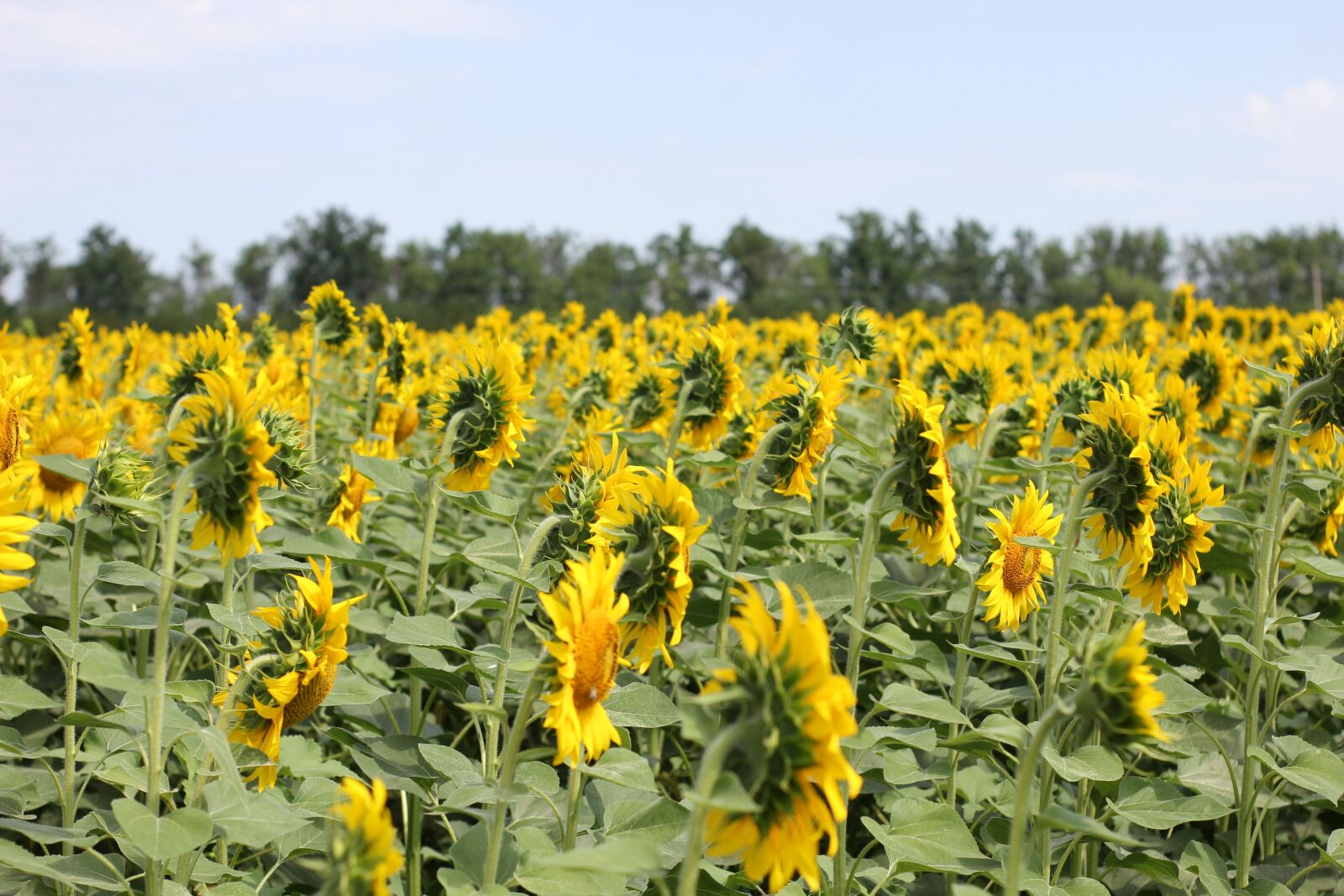 Canon EOS 550D (EOS Rebel T2i / EOS Kiss X4) sample photo. Sunflower, flower, bloom photography