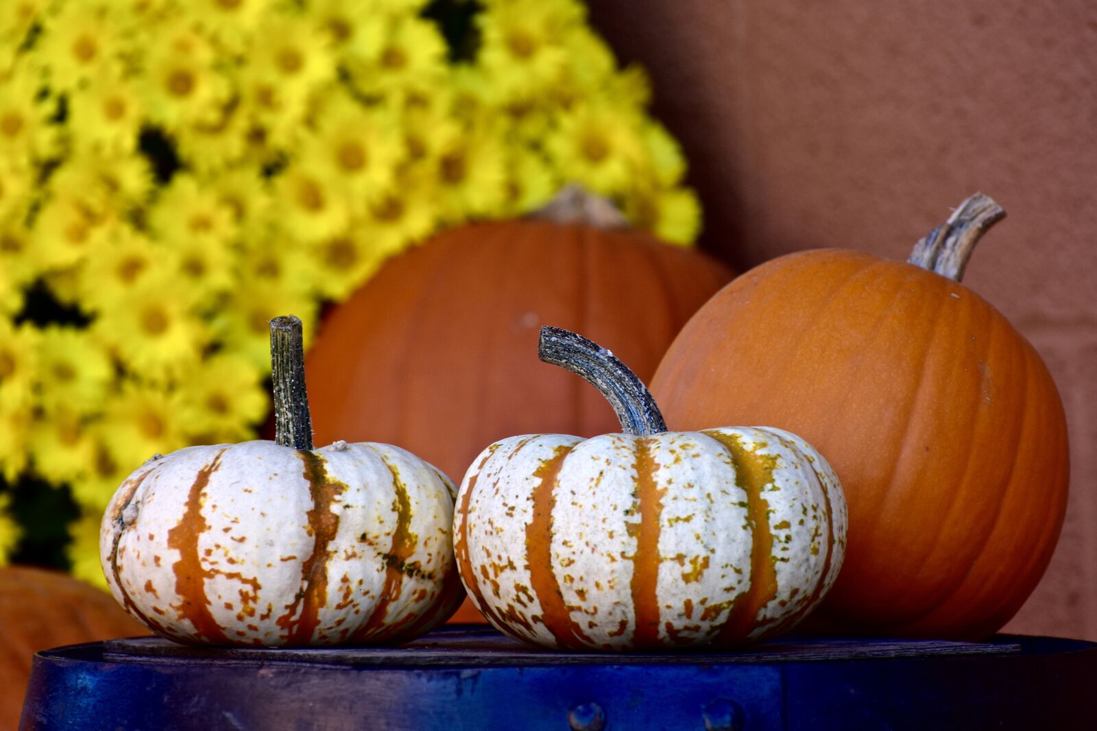 Nikon D3400 sample photo. Squash, pumpkin, hay photography