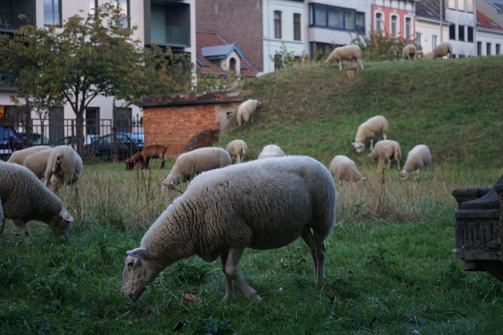 Sony a7 + Sony FE 28-70mm F3.5-5.6 OSS sample photo. Sheep, field, animals photography