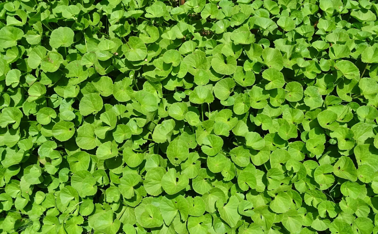 Sony DSC-HX60V sample photo. Plant, herb, medicinal photography