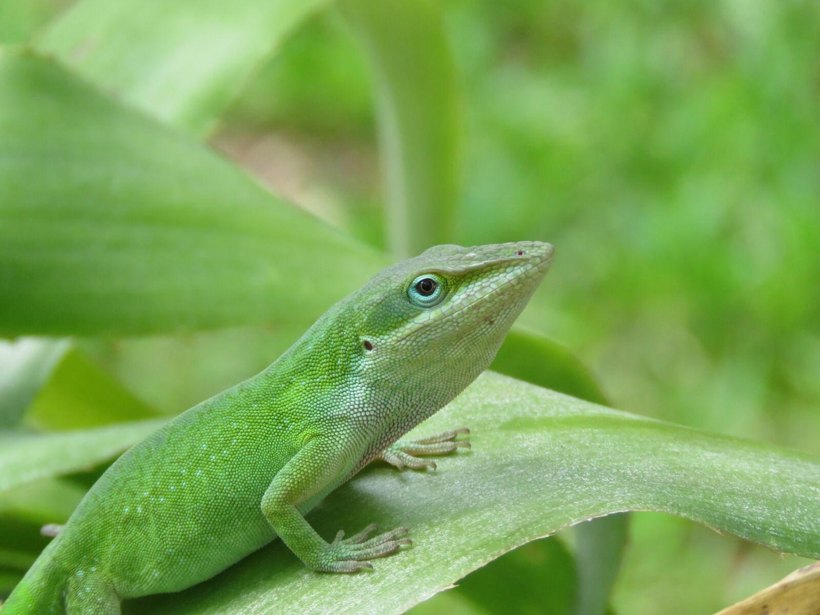 Canon PowerShot SX60 HS sample photo. Reptile, lizard, wildlife photography